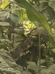 Thamnophilus atrinucha