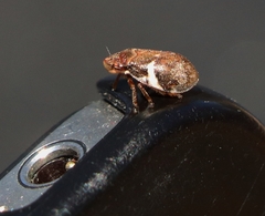Bathyllus albicinctus