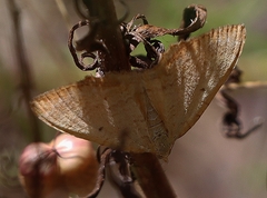 Chrysolarentia insulsata