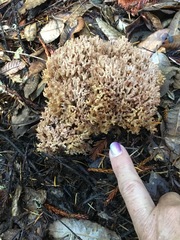 Ramaria botrytis
