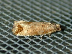 Notocelia culminana