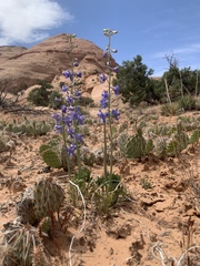 Delphinium scaposum