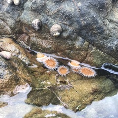 Anthothoe albocincta