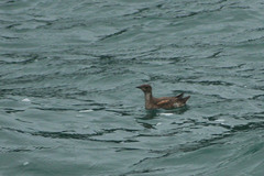 Brachyramphus marmoratus