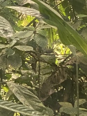 Thamnophilus atrinucha