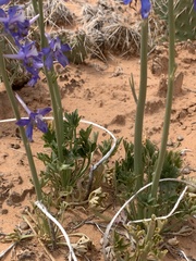 Delphinium scaposum