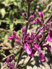 Stachys philippiana