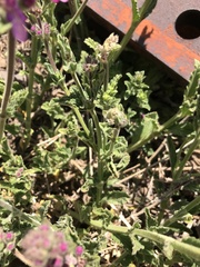 Stachys philippiana