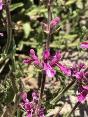 Stachys philippiana
