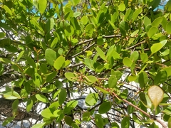 Muellerina celastroides