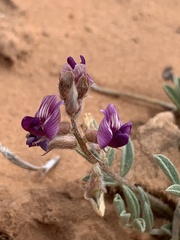 Astragalus desperatus