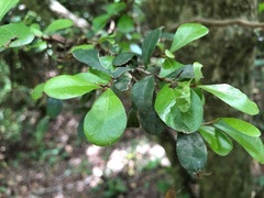 Planchonella cotinifolia