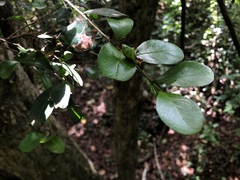 Planchonella cotinifolia