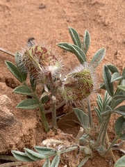 Astragalus desperatus