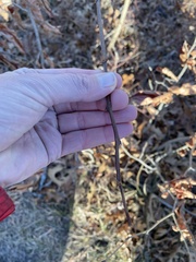 Zanthoxylum americanum