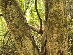 Planchonella cotinifolia