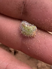 Astragalus desperatus