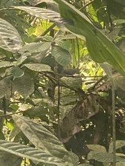 Thamnophilus atrinucha