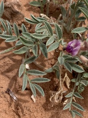 Astragalus desperatus