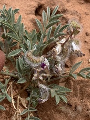 Astragalus desperatus
