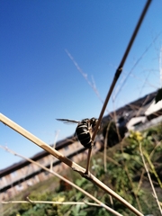 Vespula flaviceps