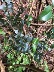 Strychnos psilosperma