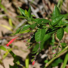 Ruellia angustiflora