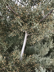 Cupressus stephensonii