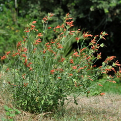 Dicliptera squarrosa