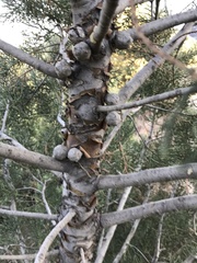 Cupressus stephensonii