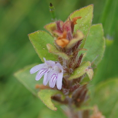 Hygrophila costata