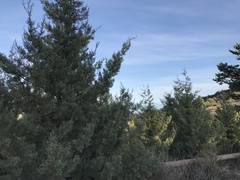 Cupressus stephensonii