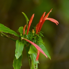 Justicia brasiliana