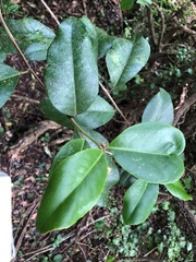 Croton acronychioides