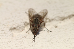 Muscina stabulans