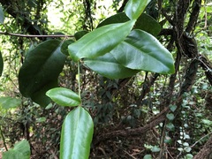 Croton acronychioides