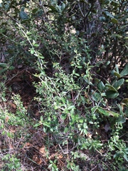 Ceanothus fendleri