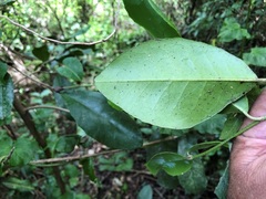 Croton acronychioides