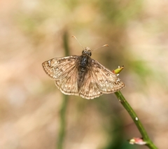 Erynnis juvenalis