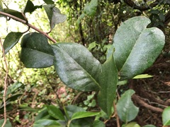 Croton acronychioides