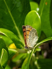 Lycaena edna