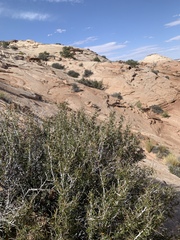 Cercocarpus intricatus