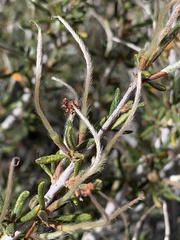 Cercocarpus intricatus