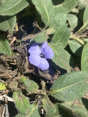 Brunoniella
