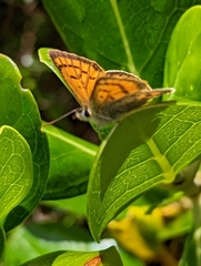 Lycaena edna