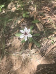 Sisyrinchium micranthum