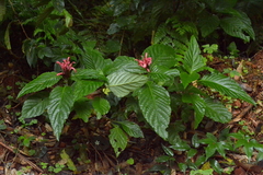 Justicia carnea