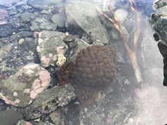 Phlyctenactis tuberculosa