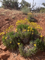 Stenotus armerioides