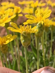 Stenotus armerioides